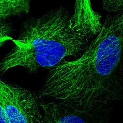 LRRC34 Antibody, Novus Biologicals 25 &mu;L; Unlabeled:Antibodies, Polyclonal